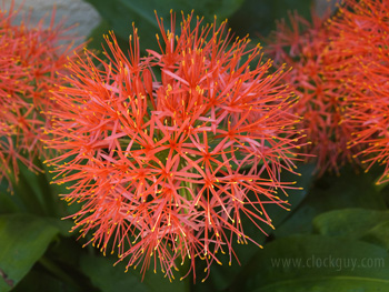 Hymanthus (Blood Lilly)