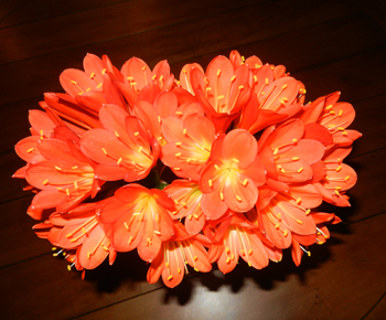 Clivia bloom